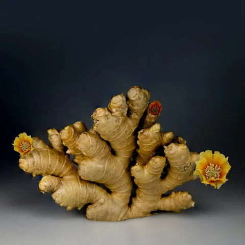 Art of Vedas fresh ginger root, warming Ayurvedic spice for digestion and circulation, natural herbal wellness ingredient